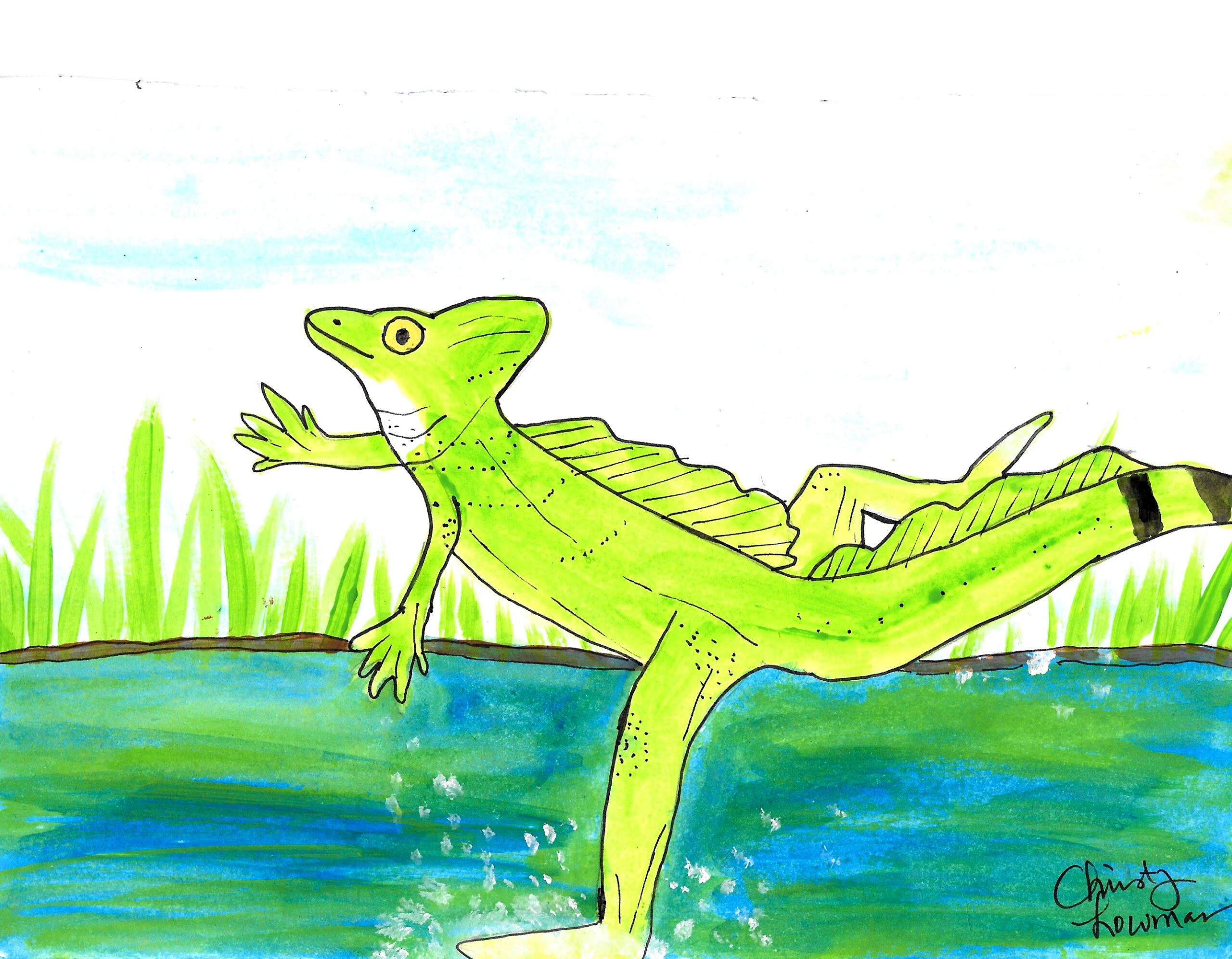 green basilisk lizard drawing