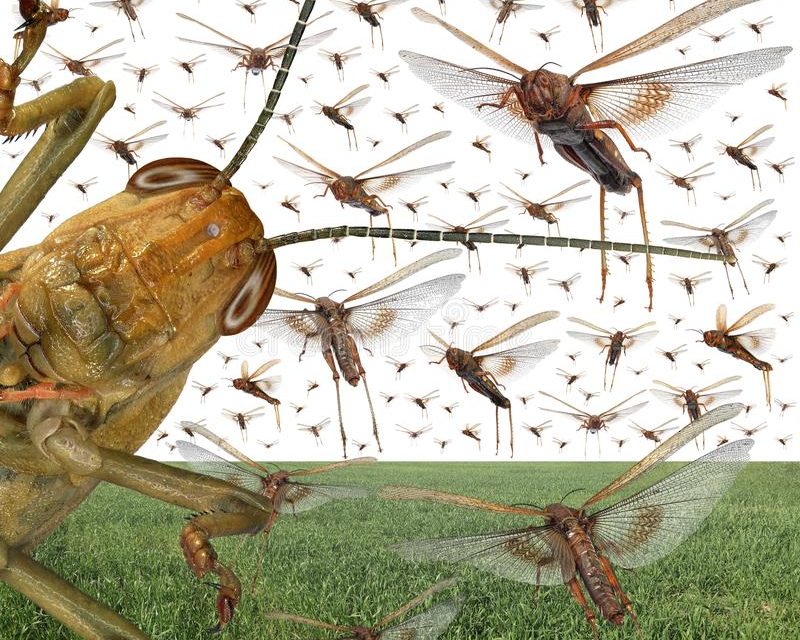 An Insect that Is Used as a Plague? | Christy Lowman