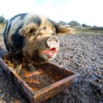 Socialism:  Lipstick on a Pig | Dr. Mark H. Creech
