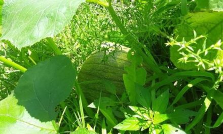 Pumpkin – The Miraculous Plant | Christy Lowman