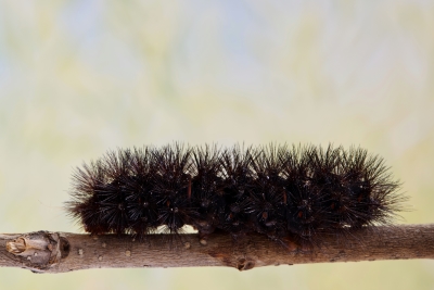 Wooly Worms and American Decline | Doug Harrell