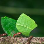 The Astonishing Leaf Cutter | Christy Lowman