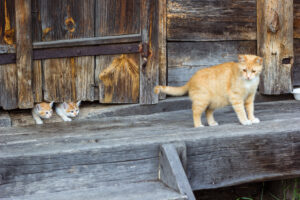 cat and kittens barn