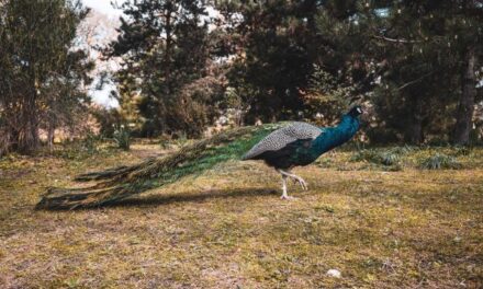 A Divinely Appointed Peacock | Lisa Sauls