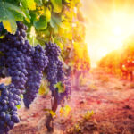 Lessons from a Vineyard | Dan Qurollo