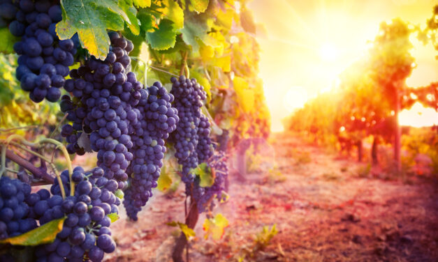 Lessons from a Vineyard | Dan Qurollo