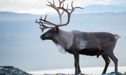 Reindeer or Caribou | Christy Lowman
