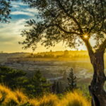 Covenant of Shalom | Jim Huskins