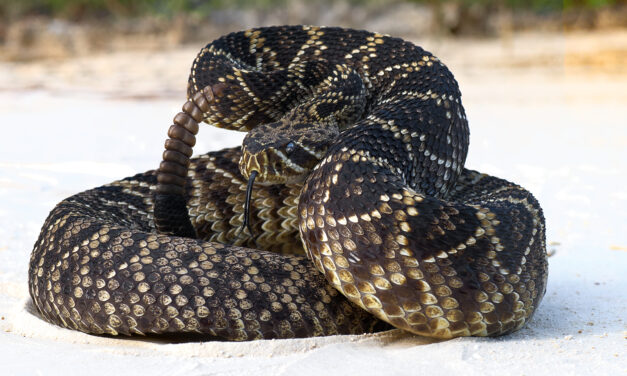 Lord, Send Us Rattlesnakes | Russell McKinney