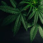 State Senate Passes Medical Marijuana Bill