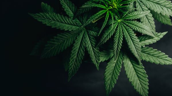 State Senate Passes Medical Marijuana Bill