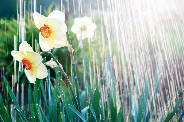 April Showers Bring May Flowers | Bruce Cannon