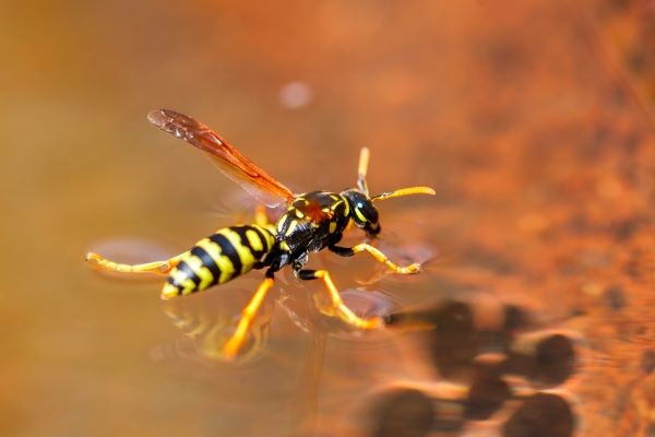The Sting of a Yellow Jacket | Dennis Love