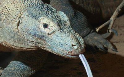 Komodo Dragons’ Iron-Coated Teeth: A Surprising Discovery