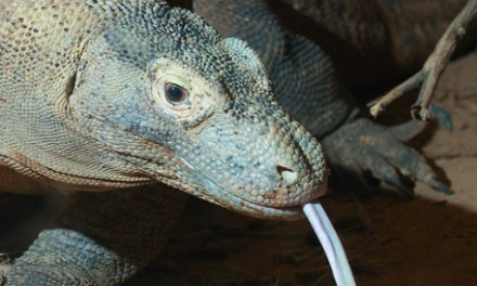 Komodo Dragons’ Iron-Coated Teeth: A Surprising Discovery