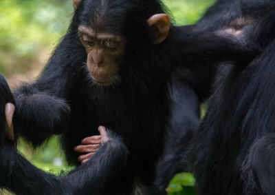 Chimpanzee Communication Mirrors Human Conversation in Speed and Complexity