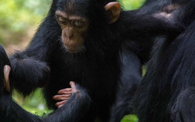 Chimpanzee Communication Mirrors Human Conversation in Speed and Complexity