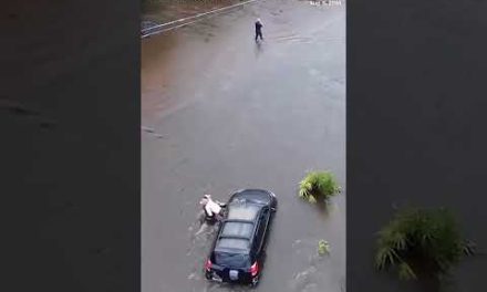 Driver rescued from Debby floodwaters in Florida