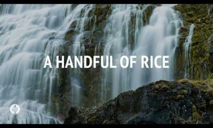 A Handful of Rice | Audio Reading | Our Daily Bread Devotional | November 12, 2024